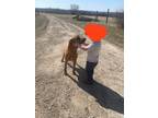 Adopt Clyde a Tan/Yellow/Fawn - with White Redbone Coonhound / Mixed Breed