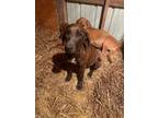Adopt Reba a Brindle - with White Redbone Coonhound / Mixed dog in Tebbetts