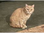 Adopt Little Boy a Orange or Red American Shorthair / Mixed (medium coat) cat in