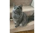 Adopt Aloe a Gray or Blue Domestic Longhair / Mixed (long coat) cat in Dearborn