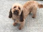 Adopt Sasha a Brown/Chocolate - with Tan Poodle (Toy or Tea Cup) / Dachshund /
