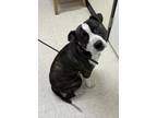 Adopt Lolo a Brindle American Pit Bull Terrier / Mixed Breed (Medium) / Mixed