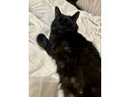 Adopt Jammy a All Black Domestic Shorthair / Domestic Shorthair / Mixed cat in