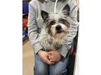 Adopt Pepper a Gray/Blue/Silver/Salt & Pepper Terrier (Unknown Type