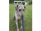 Adopt Dottie a Catahoula Leopard Dog / Mixed dog in St. Francisville