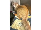 Adopt 655929 a Orange or Red Domestic Shorthair / Mixed Breed (Medium) / Mixed