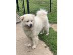 Adopt Thor a Tan/Yellow/Fawn - with White Great Pyrenees / Golden Retriever /