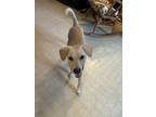 Adopt Dennis a Tan/Yellow/Fawn Labrador Retriever / Mixed dog in Houston