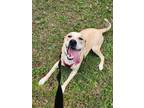 Adopt Bella a Tan/Yellow/Fawn Husky / Boxer / Mixed dog in Marion, NC (40984632)
