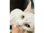 Adopt Dippy a White Domestic Shorthair / Domestic Shorthair / Mixed cat in