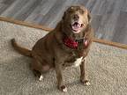 Adopt Cinnamon a Brown/Chocolate Labrador Retriever / Border Collie / Mixed dog