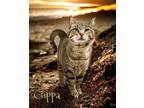 Adopt Cuppa 123625 a Domestic Shorthair (short coat) cat in Joplin