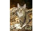 Adopt Bob 22 a Domestic Shorthair (short coat) cat in Joplin, MO (41216359)