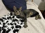 Adopt Hogan a Gray, Blue or Silver Tabby Domestic Shorthair / Mixed (short coat)