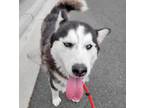 Adopt Jetta* a Siberian Husky / Mixed dog in Pomona, CA (41284073)