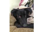 Adopt Tucker a Black Labrador Retriever / Collie / Mixed dog in Cedar City