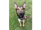 Adopt Crash a Black German Shepherd Dog / Mixed (short coat) dog in Newfield