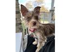 Adopt Taylor a Brown/Chocolate Fox Terrier (Wirehaired) / Mixed Breed (Medium) /