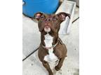 Adopt Dash a Brown/Chocolate American Staffordshire Terrier / Mixed Breed