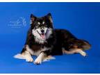 Adopt Koda a Black Husky / Pomeranian / Mixed dog in Newfield, NJ (39407194)