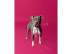 Adopt Vixen a Gray/Blue/Silver/Salt & Pepper American Staffordshire Terrier /