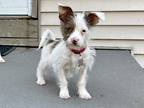 Adopt Travis a White Fox Terrier (Wirehaired) / Mixed Breed (Medium) / Mixed