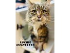 Adopt Luchie a Brown Tabby Domestic Longhair / Mixed Breed (Medium) / Mixed