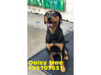 Adopt Daisy Mae- Stray a Black Rottweiler / Mixed Breed (Medium) / Mixed (short