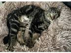 Adopt Sally Skellington a Brown Tabby Domestic Shorthair / Mixed (short coat)