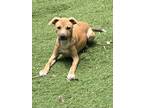 Adopt Freddie a Tan/Yellow/Fawn Shepherd (Unknown Type) / Terrier (Unknown Type