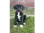 Adopt Socks a Black - with White Labrador Retriever / Mixed dog in San Marcos