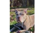 Adopt Rhino a Gray/Blue/Silver/Salt & Pepper American Pit Bull Terrier / Mixed