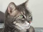 Adopt Kiska a Gray or Blue American Shorthair / Mixed (long coat) cat in