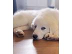 Adopt Mabel a White Great Pyrenees dog in Aurora, CO (41283837)