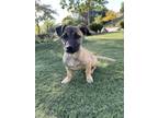Adopt Addie a Brindle Mixed Breed (Medium) / Mixed dog in Oceanside