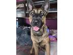 Adopt Romeo a Black - with Tan, Yellow or Fawn Belgian Malinois / Belgian