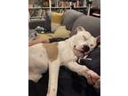 Adopt Gus a White - with Tan, Yellow or Fawn American Pit Bull Terrier / Mixed