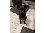 Adopt Coco a Brindle American Pit Bull Terrier / Boxer / Mixed dog in New