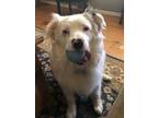 Adopt Argo a White - with Black Australian Shepherd / Mixed dog in Springboro