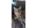 Adopt Jan a Brown Tabby Domestic Shorthair / Mixed (short coat) cat in Stockton
