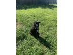 Adopt Sasha a Black - with White Labrador Retriever / Mixed dog in San Antonio
