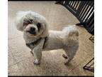 Adopt Theodore a Coton de Tulear / Mixed dog in Freeport, NY (41076609)