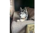 Adopt Mei Mei (may may) a Gray/Silver/Salt & Pepper - with White Husky / Mixed