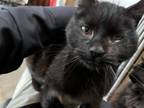 Adopt Sue a All Black Domestic Shorthair / Mixed (short coat) cat in Sheridan