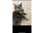 Adopt Squiggy a Gray or Blue Domestic Shorthair / Mixed (short coat) cat in