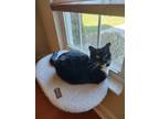 Adopt Dee dee a Black & White or Tuxedo American Shorthair / Mixed (short coat)