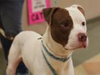 Adopt Lincoln a Black - with Brown, Red, Golden, Orange or Chestnut American Pit