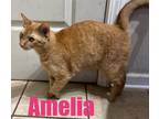 Adopt Amelia a Orange or Red (Mostly) Abyssinian / Mixed (short coat) cat in