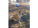 Adopt Bear a Tan/Yellow/Fawn Anatolian Shepherd / Mixed dog in Appomattox