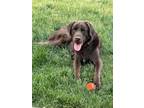 Adopt Jasper a Brown/Chocolate Labrador Retriever / Mixed dog in Grandville